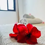 Lavitalsol Appartement Costa Adeje (Tenerife)